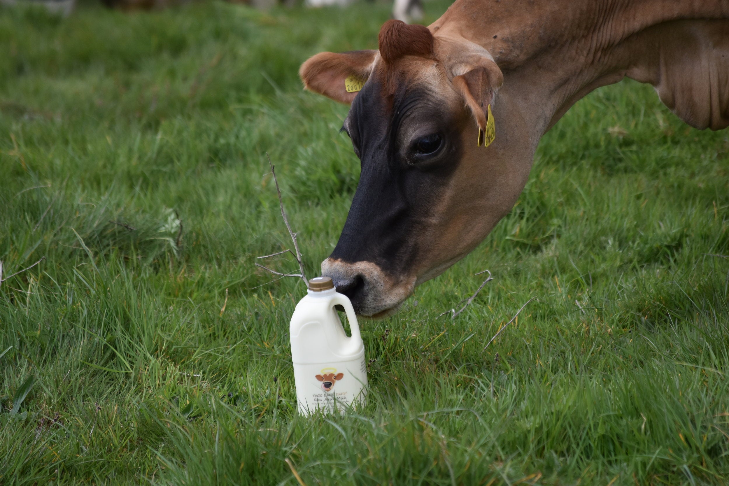 Raw Jersey milk - 12 litres | TAGG LANE DAIRY LTD